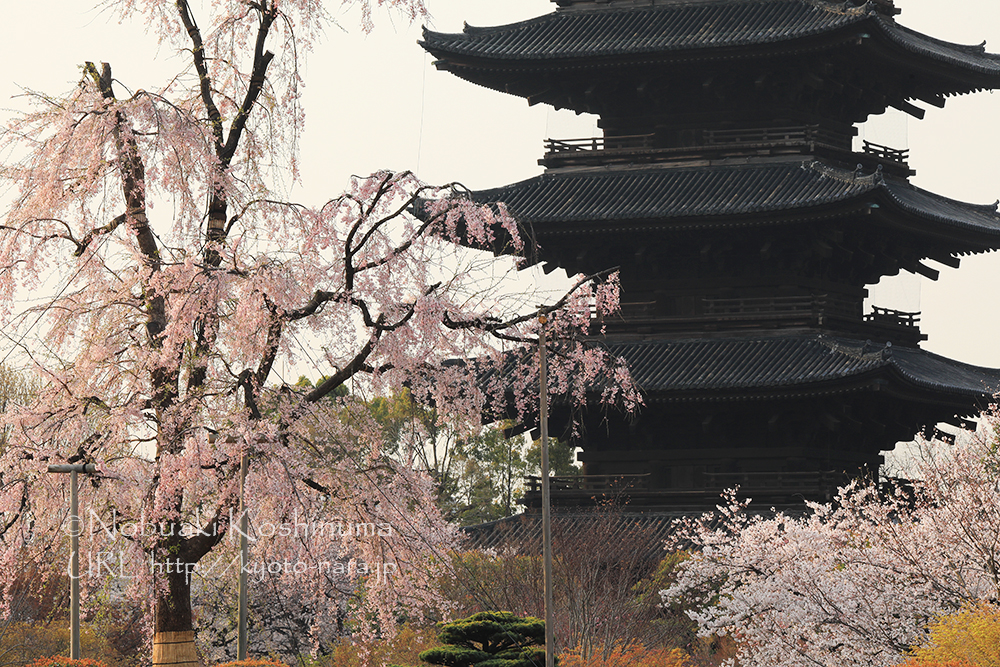 世界遺産　東寺　桜