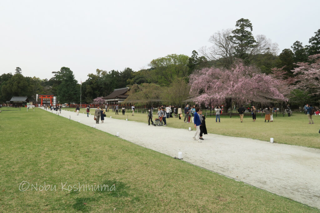 上賀茂神社 京都 世界遺産 第4日曜の手づくり市は人気 京都奈良 Jp