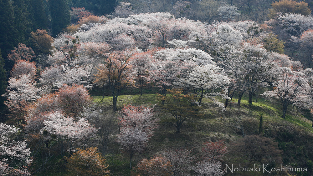 吉野　桜　世界遺産