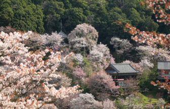 吉野　桜　世界遺産