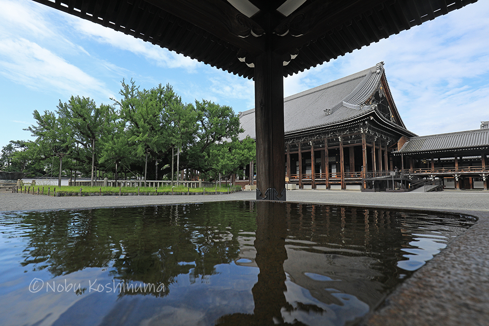 西本願寺　国宝建造物　御影堂　イチョウ　樹齢400年