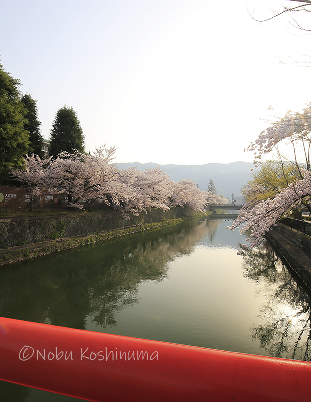 平安神宮　岡崎疎水の桜