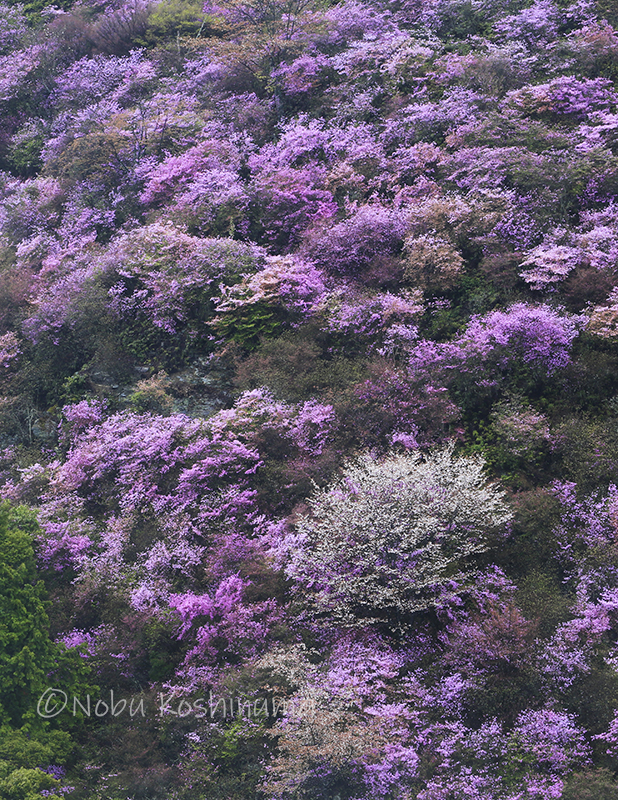 京都　高雄　三尾一帯の桜