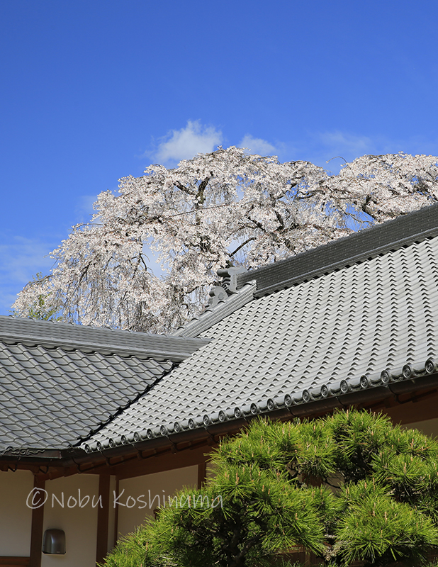 奈良県　当麻寺　桜